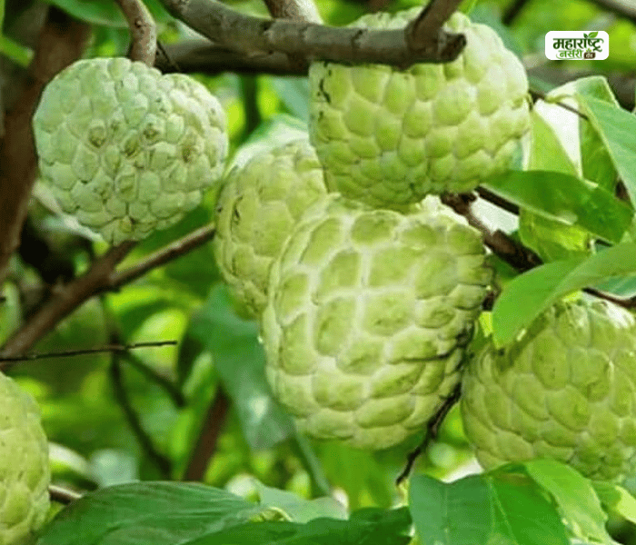 Custard-Apple