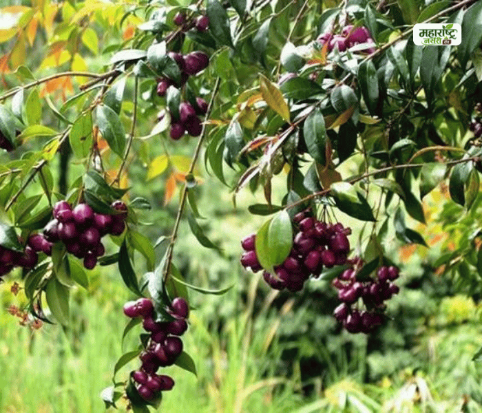 Jamun
