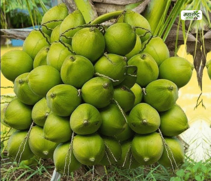 Coconut