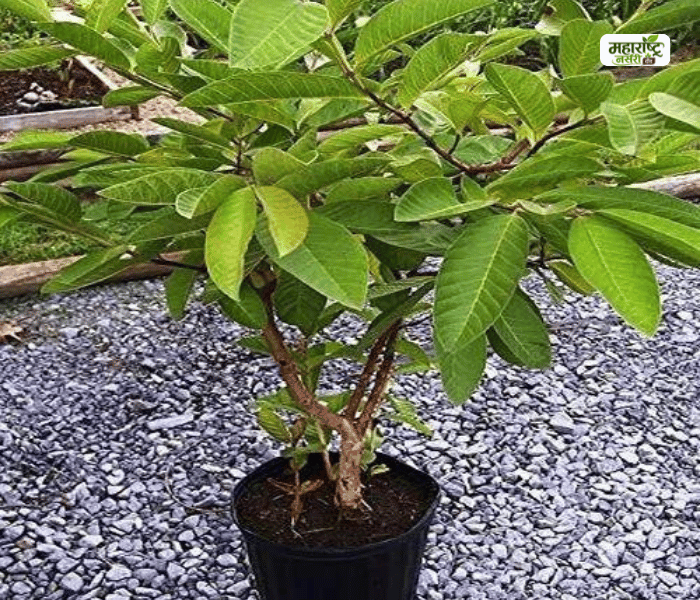 Guava