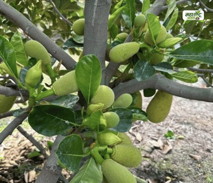 Jackfruit